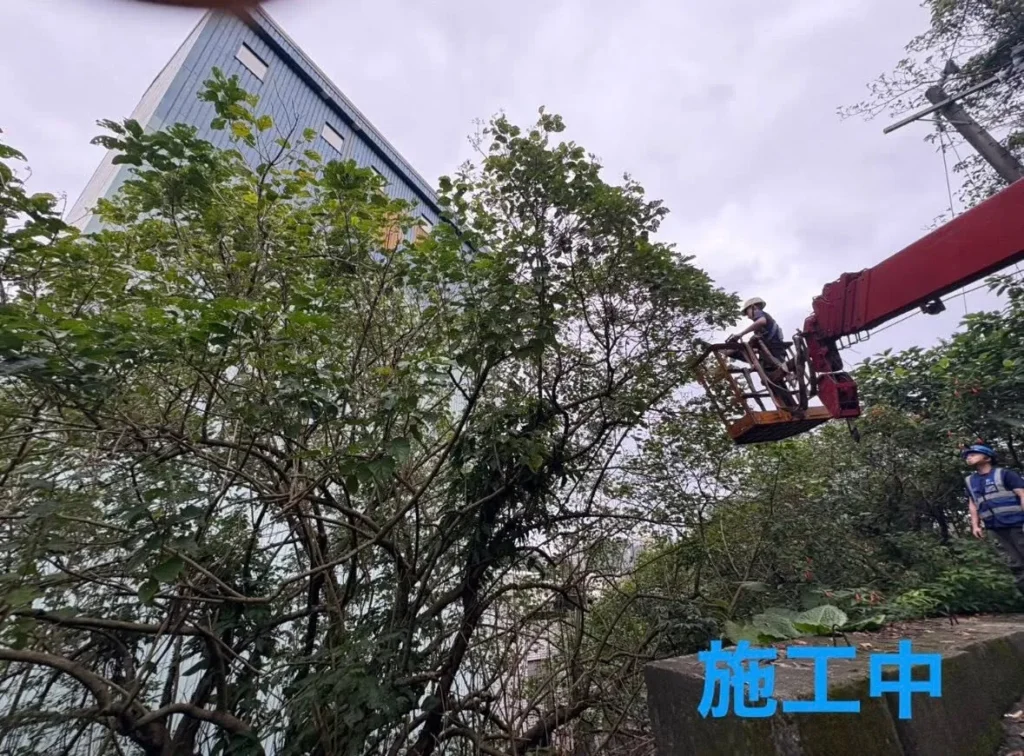 銘傳國中施工中人員搭乘高空作業設備修整樹冠
