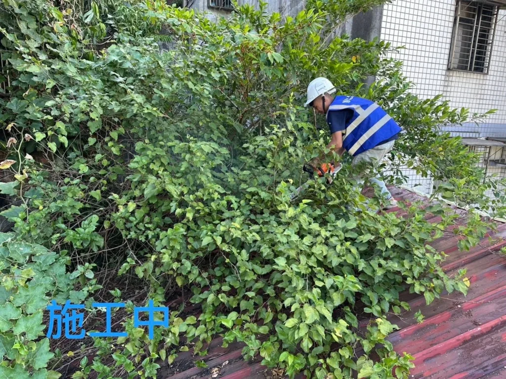 獅球路樹木修剪施工中,人員於屋頂處理茂密枝葉