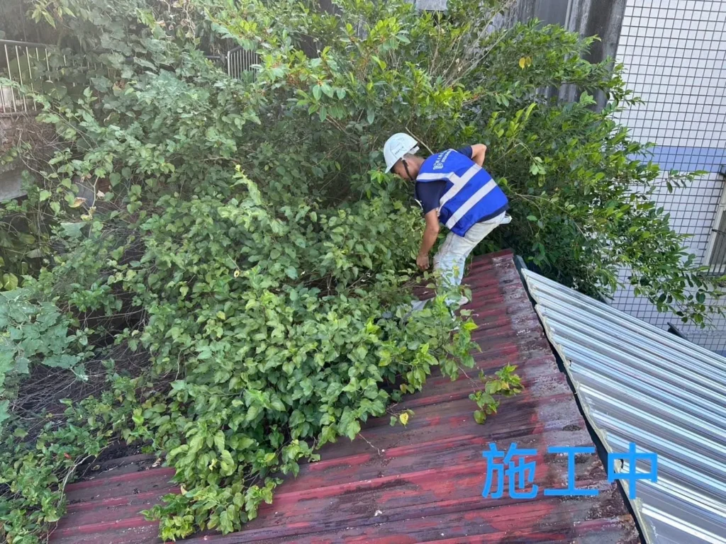 基隆獅球路屋旁樹木施工中,人員修剪靠近屋面的枝條
