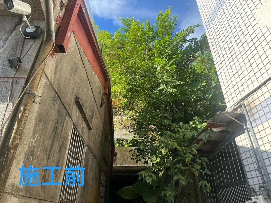 獅球路樹木修剪前,茂密枝葉靠近建物外牆與屋面