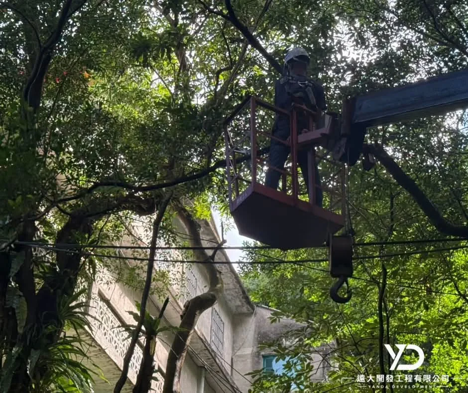 基隆市南榮路實明寺鋸樹施工中,人員於高空平台處理樹冠枝條