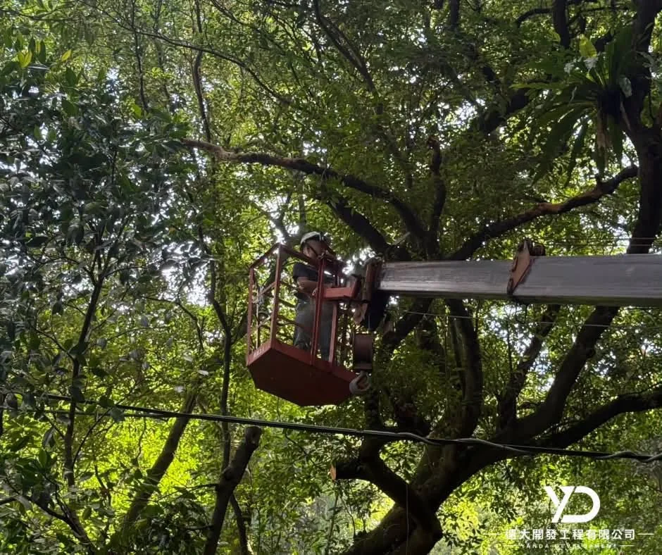 基隆市南榮路實明寺鋸樹施工中,高空作業平台靠近粗大枝幹