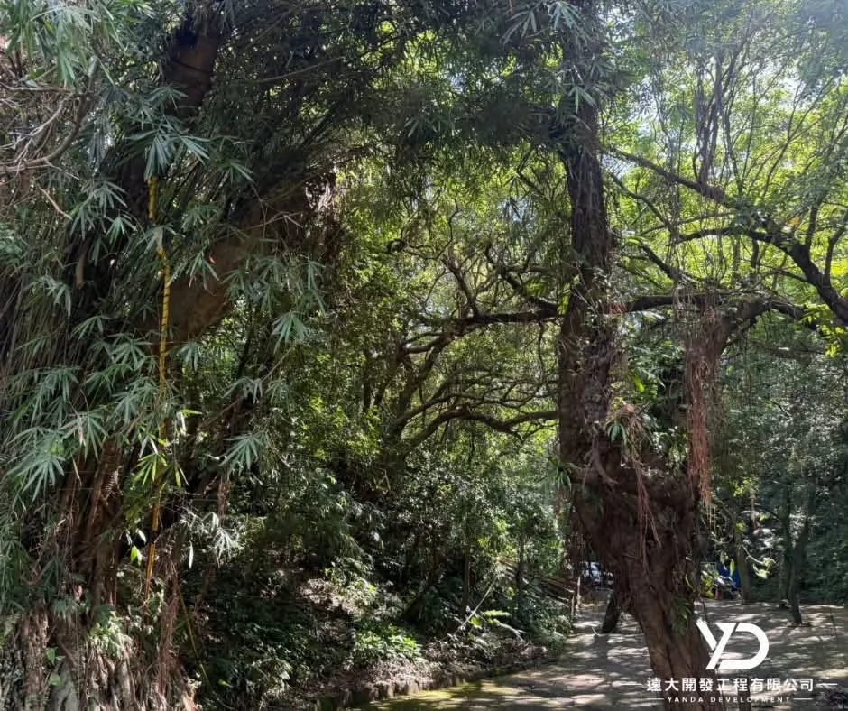基隆市南榮路實明寺鋸樹施工中,茂密樹冠內的高處作業區域