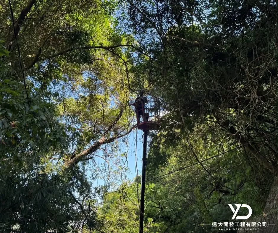 基隆市南榮路實明寺鋸樹施工中,工作人員位於高處樹冠間進行作業