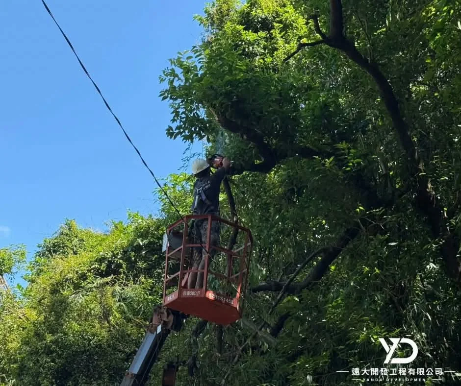 基隆市南榮路實明寺鋸樹施工中,高空作業平台進行樹冠修整