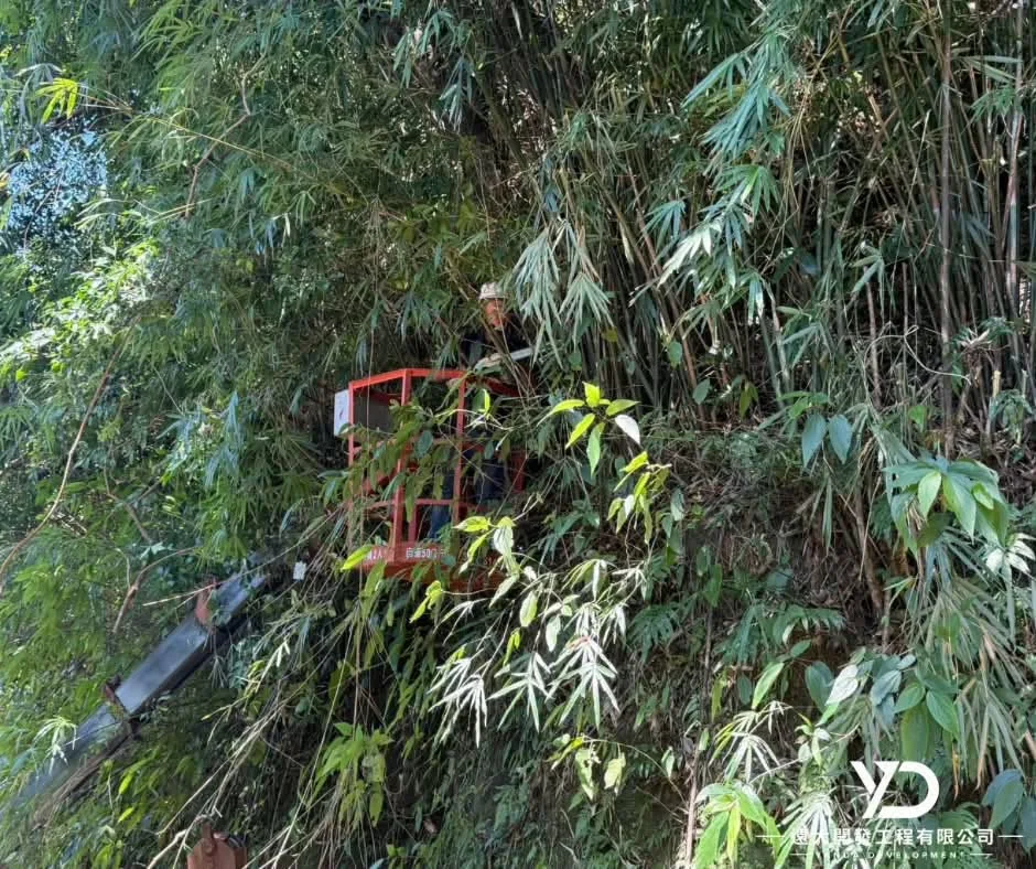 基隆市南榮路實明寺鋸樹施工中,高空平台進入邊坡竹林作業
