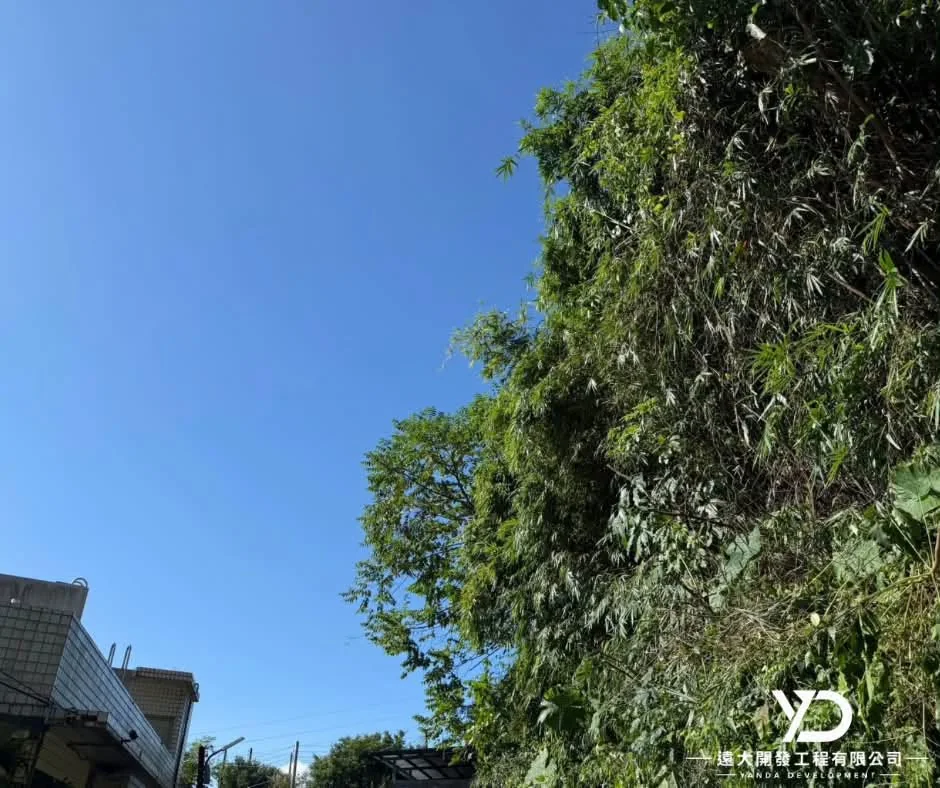 基隆市南榮路實明寺鋸樹完工後,修整後樹冠與開闊天空